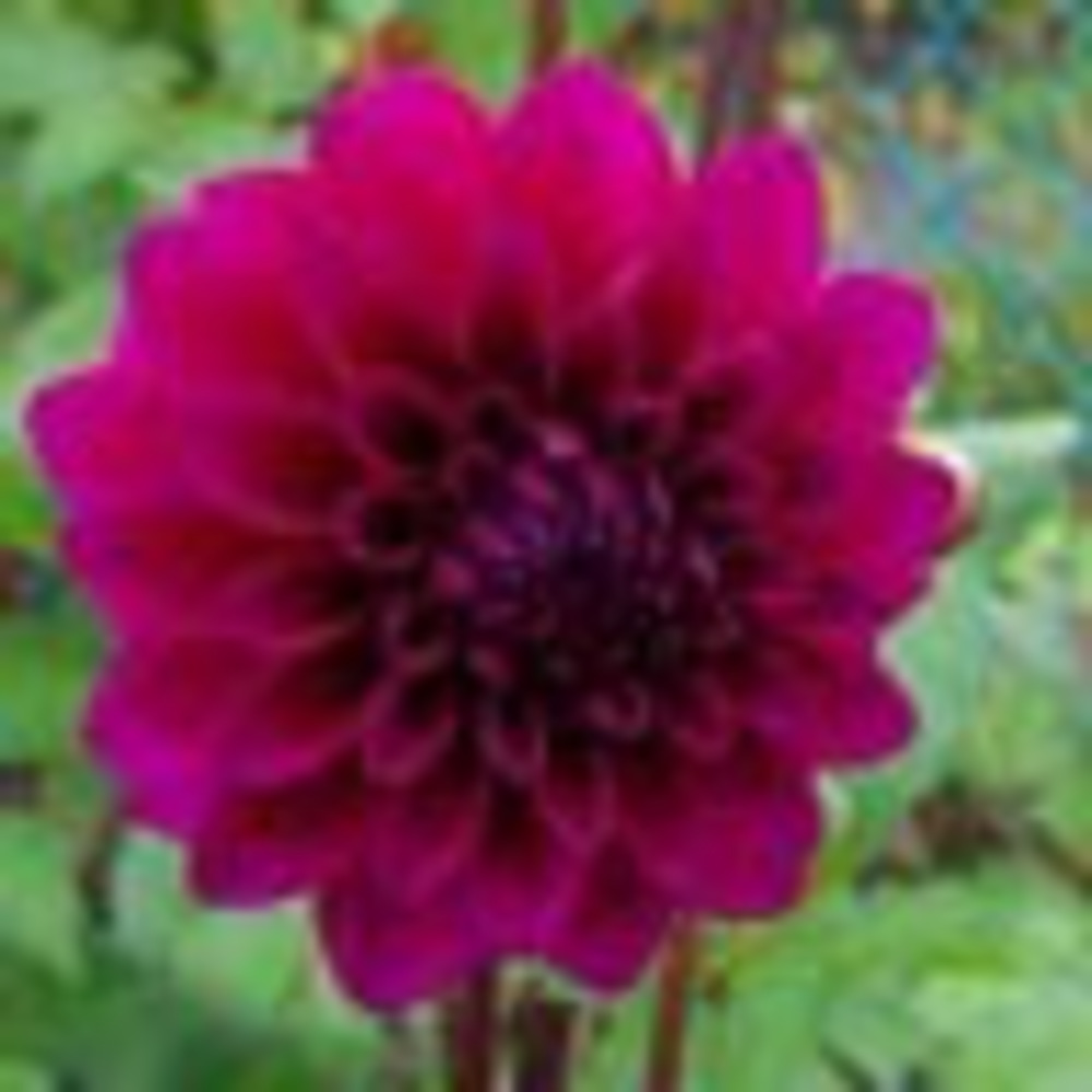 Meet your Posher, Valerie
